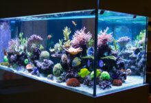 Lignes directrices pour la sécurité de l'empoissonnement des aquariums