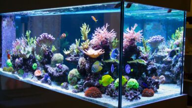 Lignes directrices pour la sécurité de l'empoissonnement des aquariums