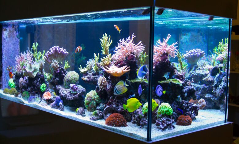 Lignes directrices pour la sécurité de l'empoissonnement des aquariums