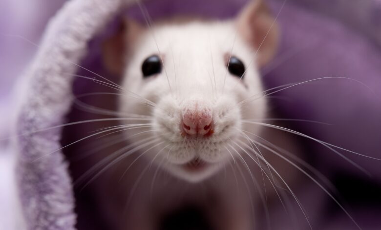 L'intelligence des rats - Pour que votre rat intelligent soit heureux