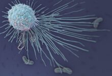 Macrophages - Cellules blanches mangeuses de germes