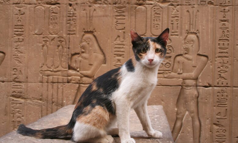 Noms de chats égyptiens