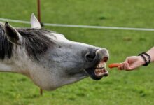 Nourrir les chevaux et les poneys en toute sécurité