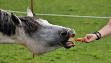Nourrir les chevaux et les poneys en toute sécurité