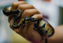 Nourrir les serpents de compagnie - proies pré tuées ou vivantes