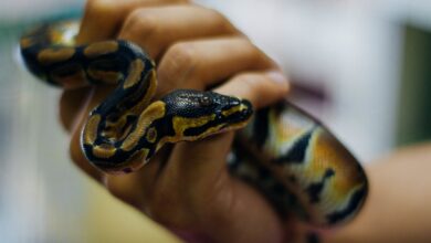 Nourrir les serpents de compagnie - proies pré tuées ou vivantes