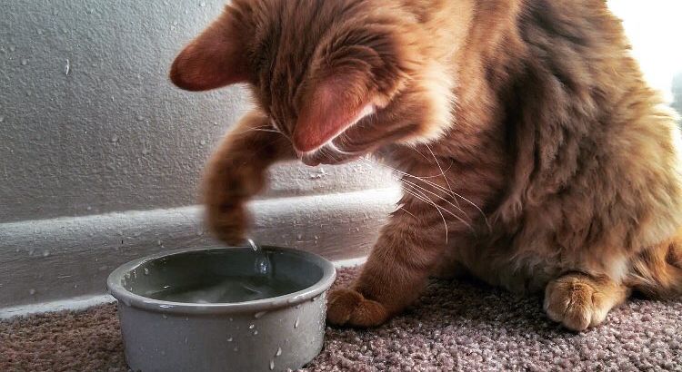 Pourquoi les chats détestent-ils l'eau ?