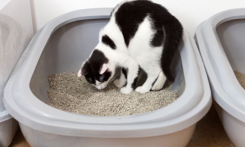 Pourquoi les chats mangent des déchets et comment les arrêter