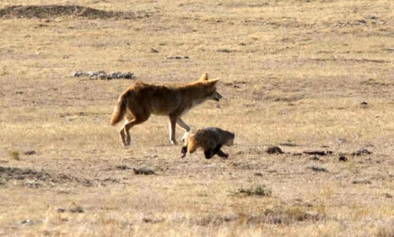 Pourquoi les coyotes et les blaireaux chassent ensemble