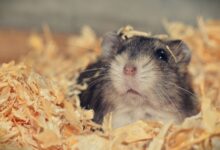 Pourquoi les hamsters mangent-ils parfois leurs bébés ?