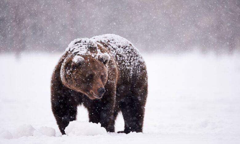 Pourquoi les muscles des ours ne se détériorent-ils pas pendant l'hibernation ?