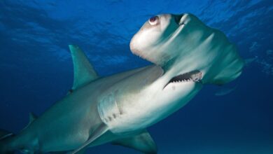 Pourquoi les requins marteaux ont des têtes aussi drôles