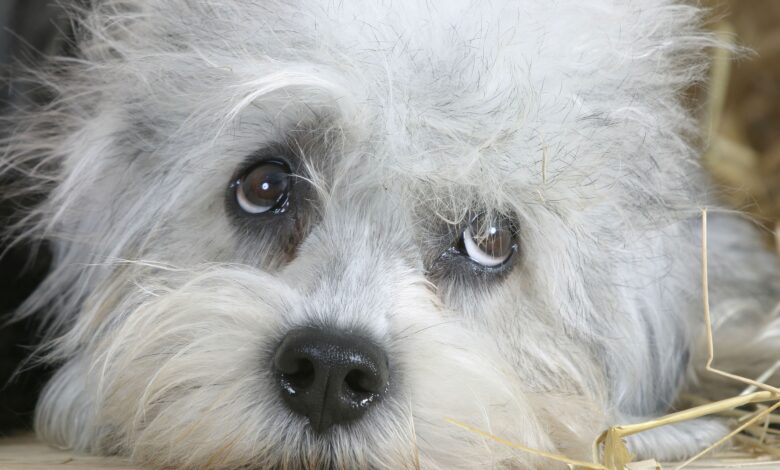 Profil de la race Dandie Dinmont Terrier