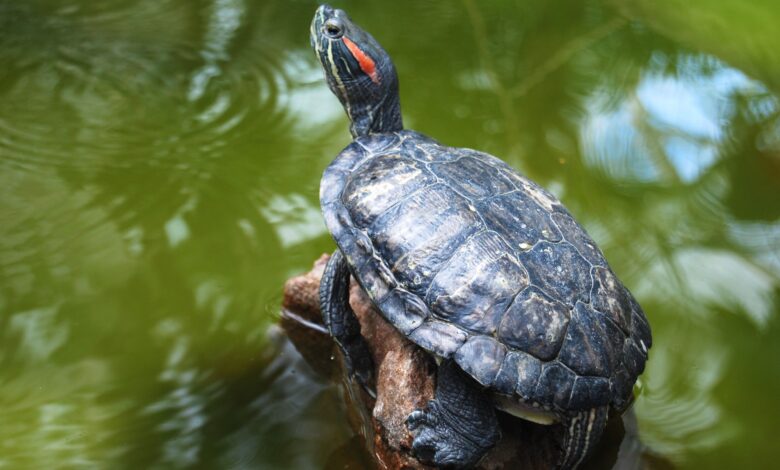 Que dois-je donner à manger à ma tortue à oreilles rouges ?