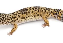 Que faire si votre gecko léopard a des bulles sous les aisselles