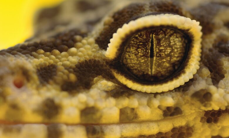 Que faire si votre gecko léopard a des problèmes oculaires