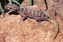 Que faire si votre gecko perd sa queue