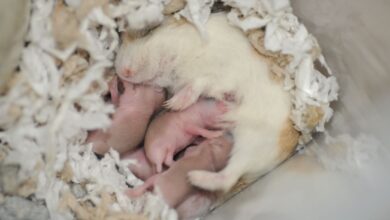 Que faire si votre hamster a des bébés ?