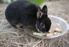 Que faire si votre lapin de compagnie arrête de manger