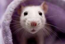 Que faire si votre rat domestique a un problème de respiration