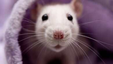 Que faire si votre rat domestique a un problème de respiration