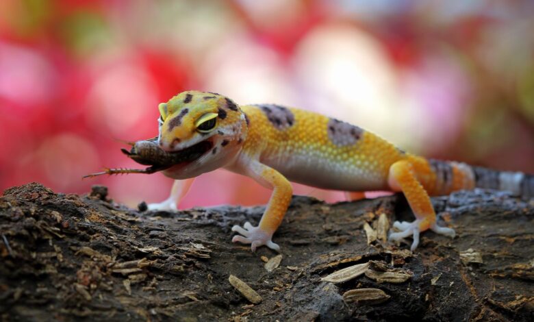 Que mangent les geckos ?