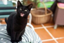 Que signifient les différents miaulements de chat ?