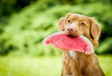 Quels fruits les chiens peuvent-ils manger ?