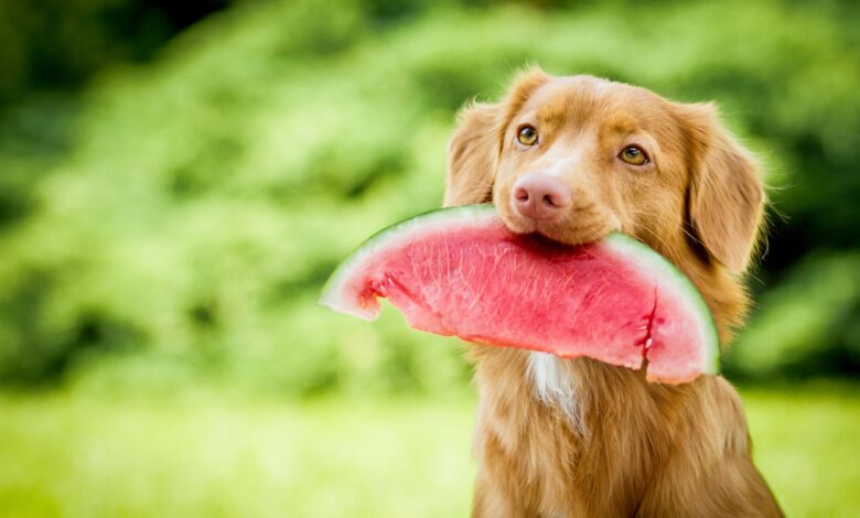 Quels fruits les chiens peuvent-ils manger ?