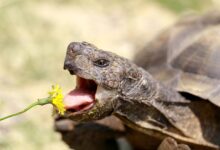 Quels sont les aliments que mangent les reptiles ?
