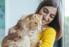 Qui a besoin de savoir sur l'adoption de votre chat ?