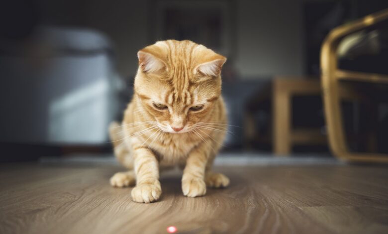 Raisons pour lesquelles les chats chassent les lasers