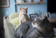 Raisons pour lesquelles les chats de compagnie sont agressifs et comment y mettre fin