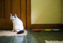 Raisons pour lesquelles les chats font caca sur les tapis et comment l'arrêter