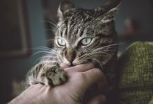Raisons pour lesquelles les chats ont des problèmes de comportement et comment les résoudre