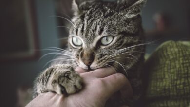 Raisons pour lesquelles les chats ont des problèmes de comportement et comment les résoudre