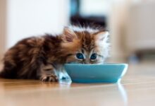 Raisons pour lesquelles les chats tripotent le sol après avoir mangé et comment l'arrêter