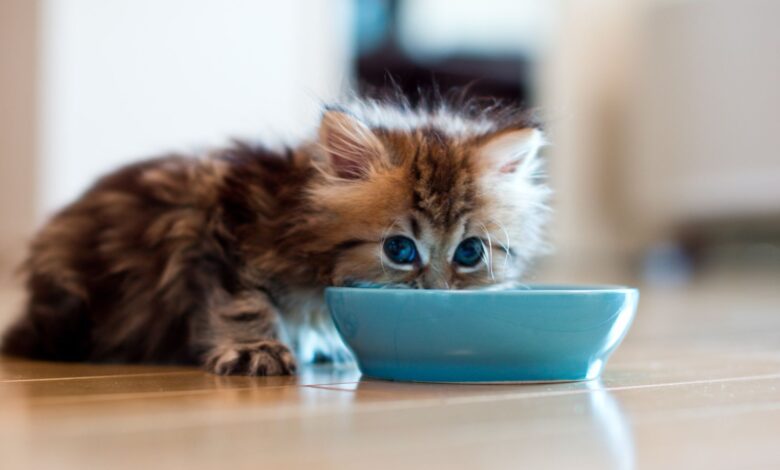 Raisons pour lesquelles les chats tripotent le sol après avoir mangé et comment l'arrêter
