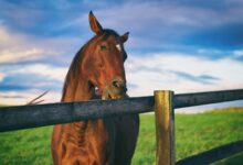 Raisons pour lesquelles les chevaux mâchent du bois et comment les arrêter