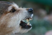 Raisons pour lesquelles les chiens deviennent agressifs et comment y mettre fin