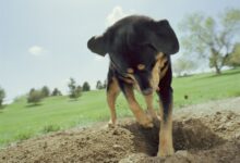 Raisons pour lesquelles les chiens enterrent des os et d'autres objets