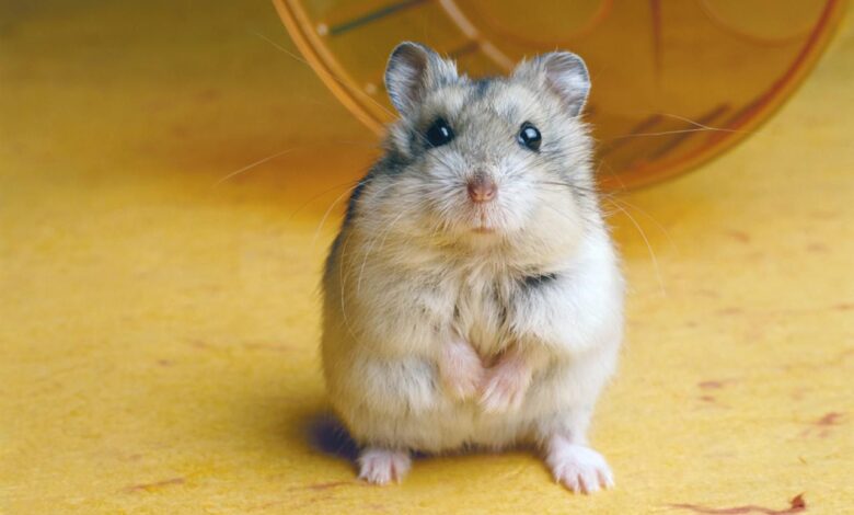 Raisons pour lesquelles les hamsters mordent et comment les arrêter