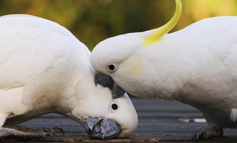 Raisons pour lesquelles les oiseaux de compagnie sont agressifs et comment y mettre fin
