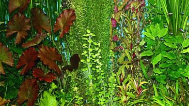 Remplir votre aquarium de manière équilibrée avec les bons poissons