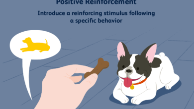 Renforcement positif et conditionnement des opérateurs