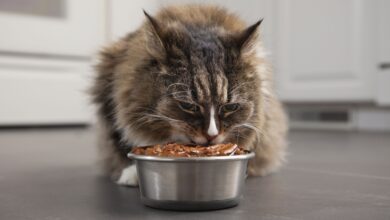 Réponse conditionnée dans le conditionnement classique