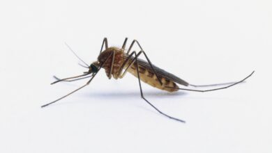 Répulsifs naturels contre les moustiques