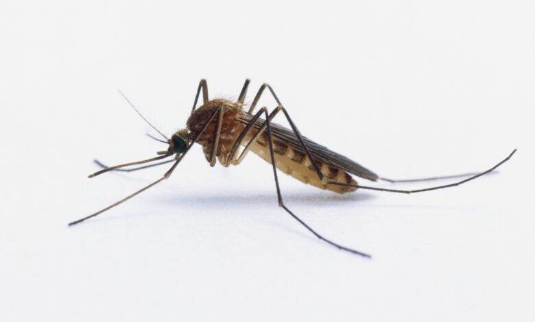 Répulsifs naturels contre les moustiques