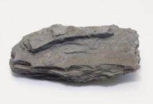 Shale Rock : Géologie, composition, utilisations