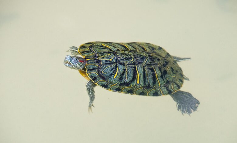 Tout savoir sur la conservation des tortues aquatiques de compagnie